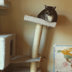 Lire la suite à propos de l’article L’obésité chez le chat