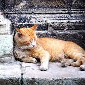 Comment faire face à un animal errant ou semblant l’être…
