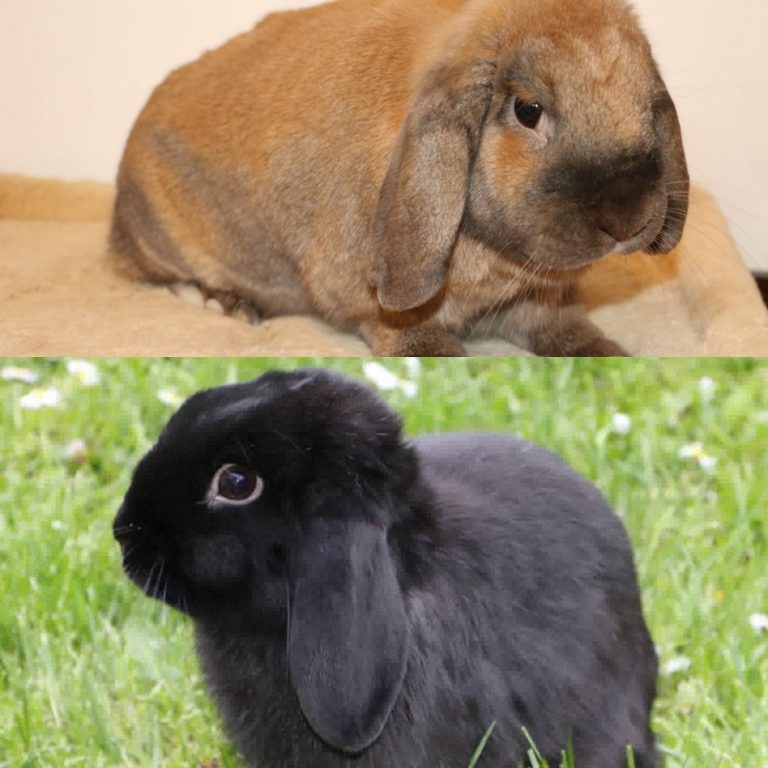 Lire la suite à propos de l’article Gigi et Caramel