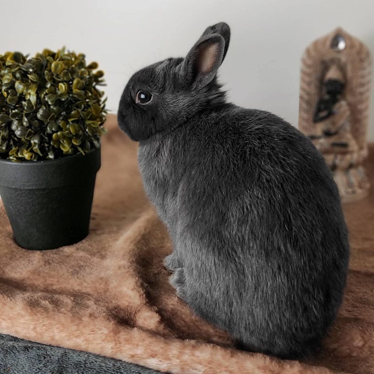 Lire la suite à propos de l’article Bien accueillir son lapin