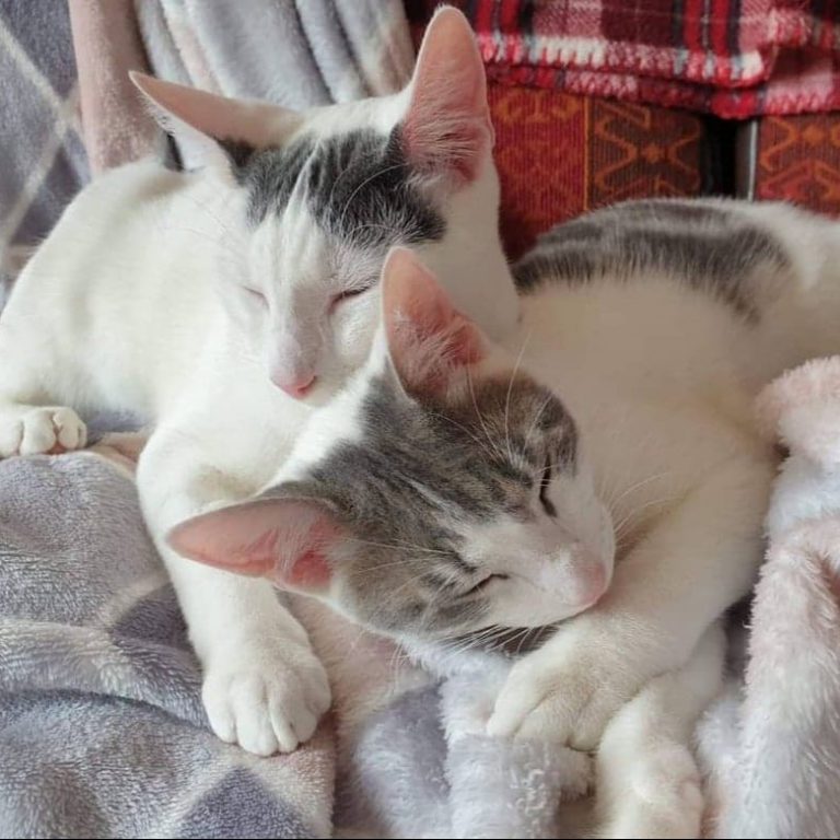 Lire la suite à propos de l’article Poppy et Pixel