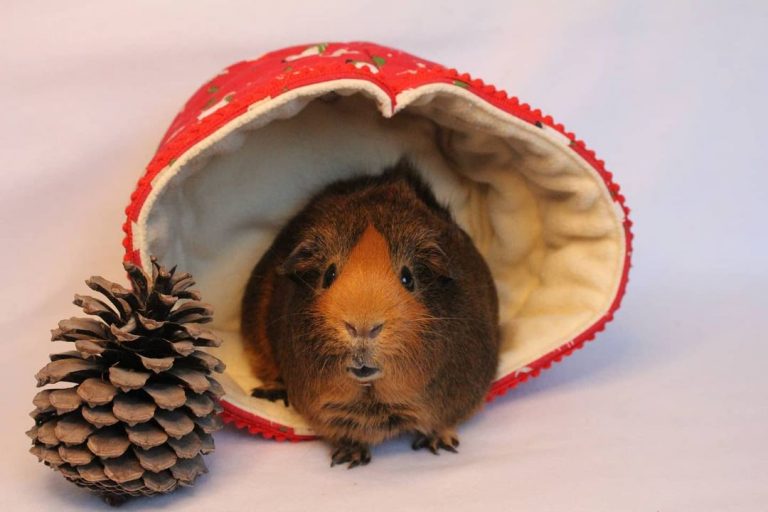 Lire la suite à propos de l’article Coquelicot Doré