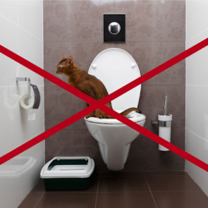 Les WC sont inadaptés pour votre chat !