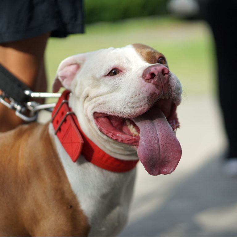 Lire la suite à propos de l’article Les chiens catégorisés