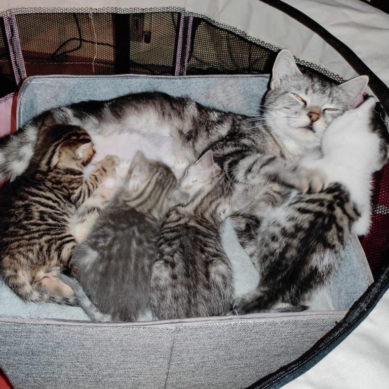 Lire la suite à propos de l’article Chatons de Mimi