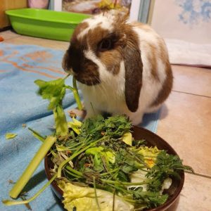 L’alimentation du lapin