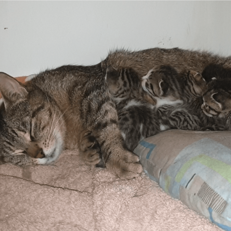 Lire la suite à propos de l’article Pandora et ses bébés