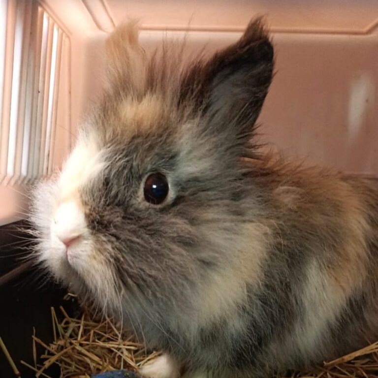 Lire la suite à propos de l’article Touma