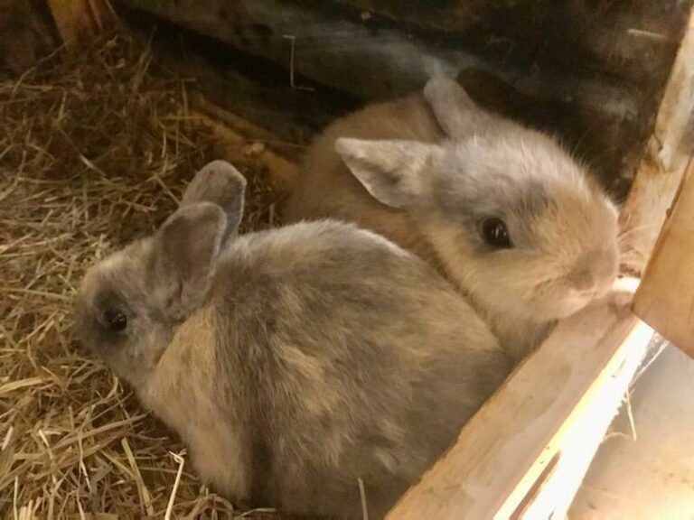 Lire la suite à propos de l’article Cookie et Kiwi