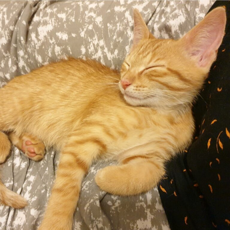 Lire la suite à propos de l’article Filou