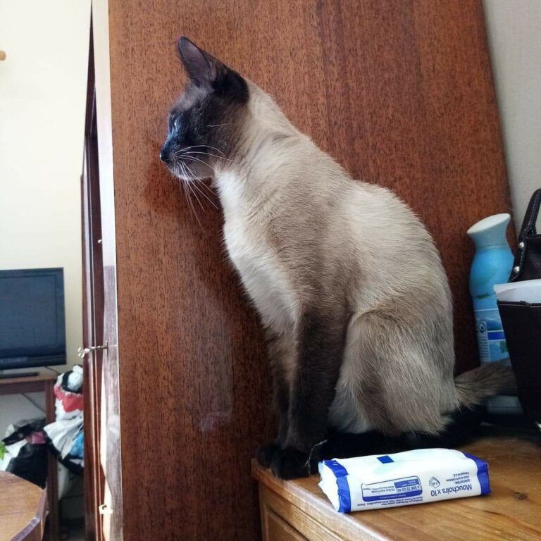 Lire la suite à propos de l’article Albator