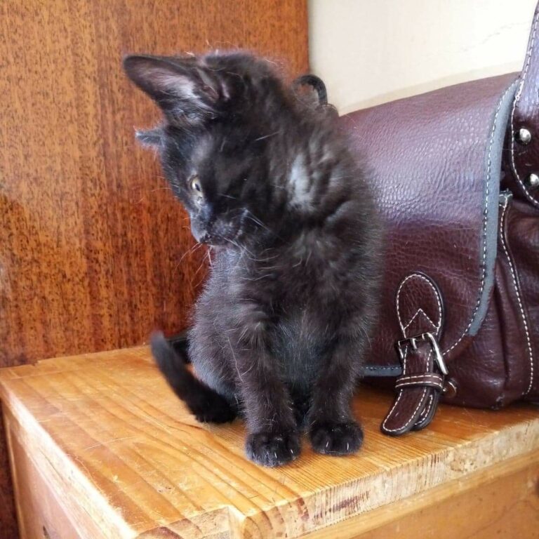 Lire la suite à propos de l’article Aymée