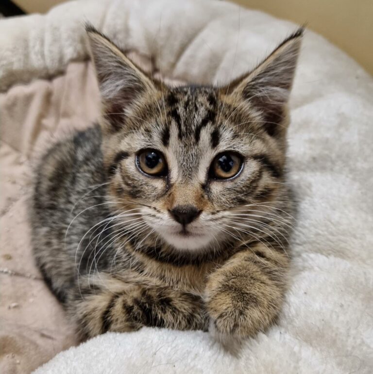 Lire la suite à propos de l’article Wally