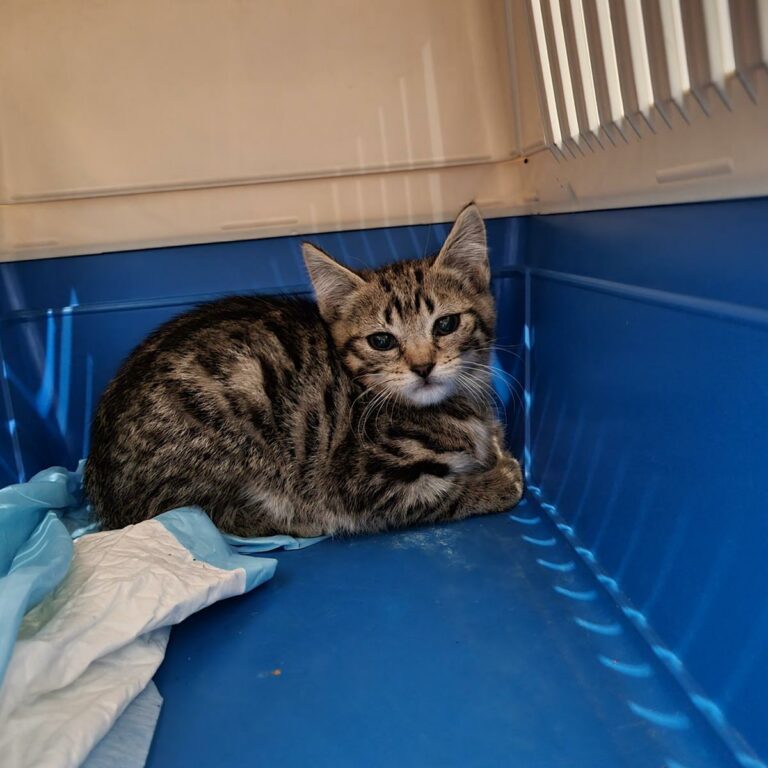 Lire la suite à propos de l’article Eve