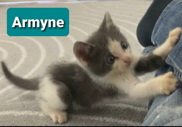 Lire la suite à propos de l’article Armyne