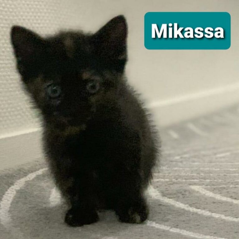 Lire la suite à propos de l’article Mikassa