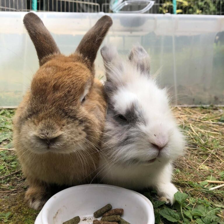 Lire la suite à propos de l’article Noisette et Manny