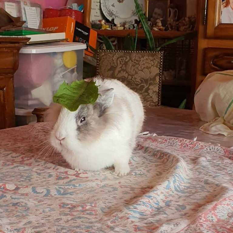 Lire la suite à propos de l’article Pissenlit