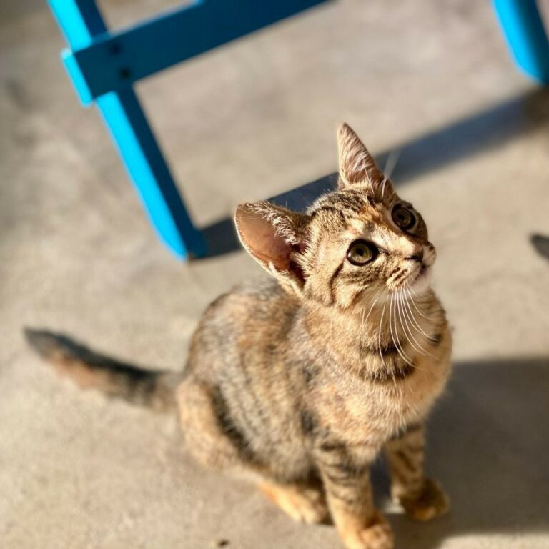 Lire la suite à propos de l’article Shouquette