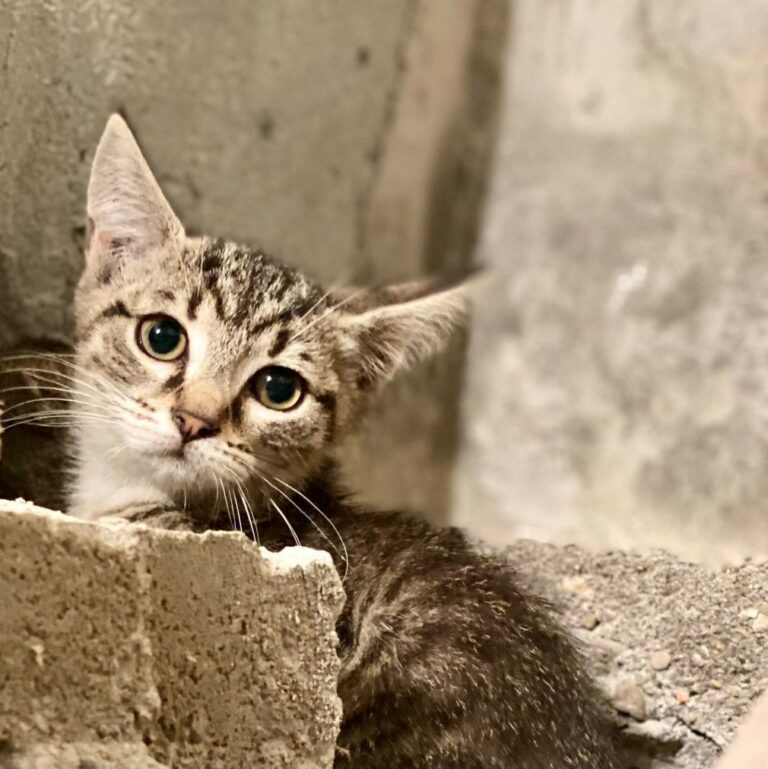 Lire la suite à propos de l’article Sonic