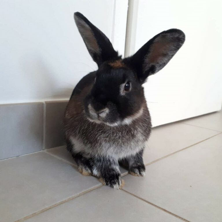 Lire la suite à propos de l’article Brownie