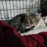 Trappage et stérilisation des chats errants