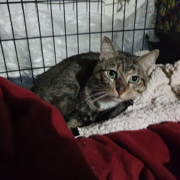 Lire la suite à propos de l’article Trappage et stérilisation des chats errants