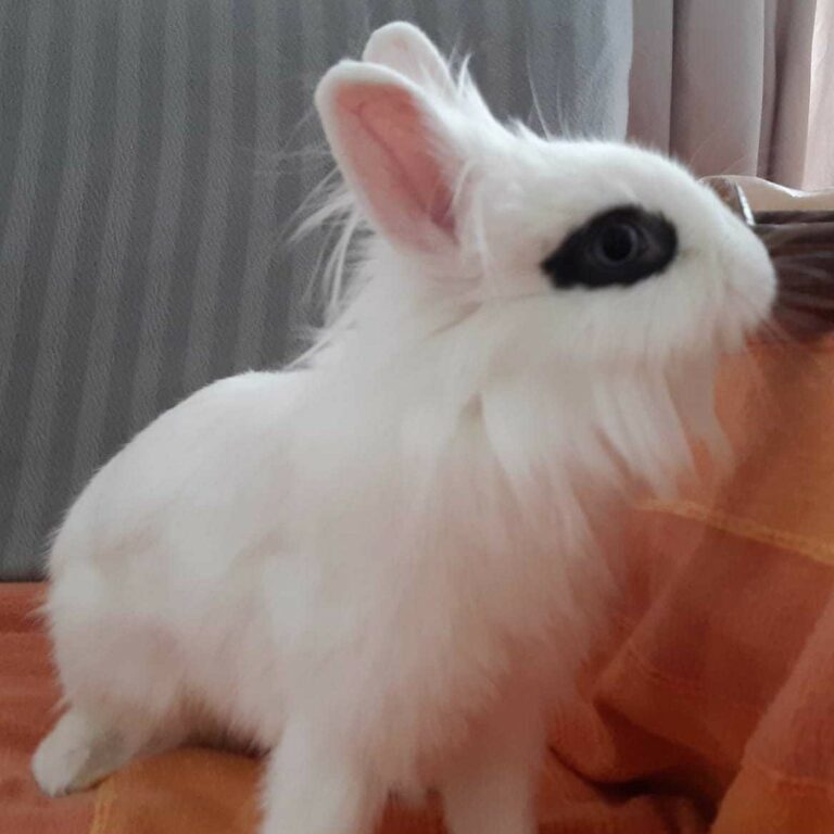 Lire la suite à propos de l’article Birdy