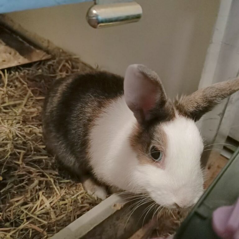 Lire la suite à propos de l’article Cracotte