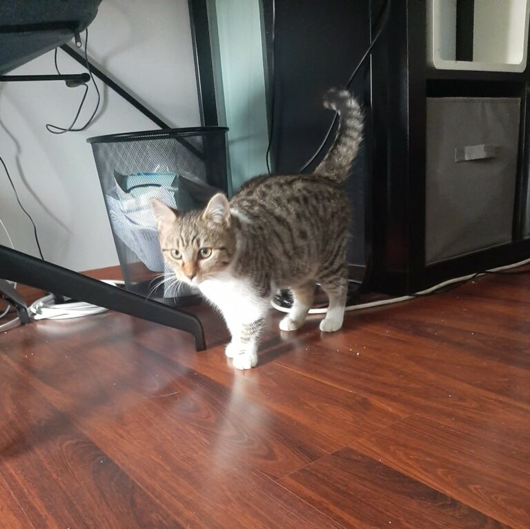 Lire la suite à propos de l’article Nuts