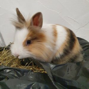 Coconut