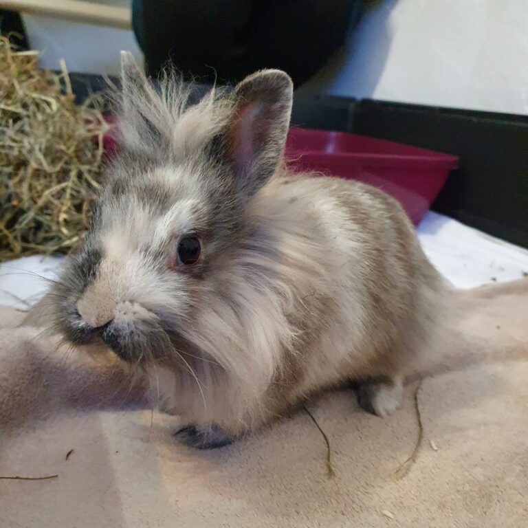 Lire la suite à propos de l’article Cupcake