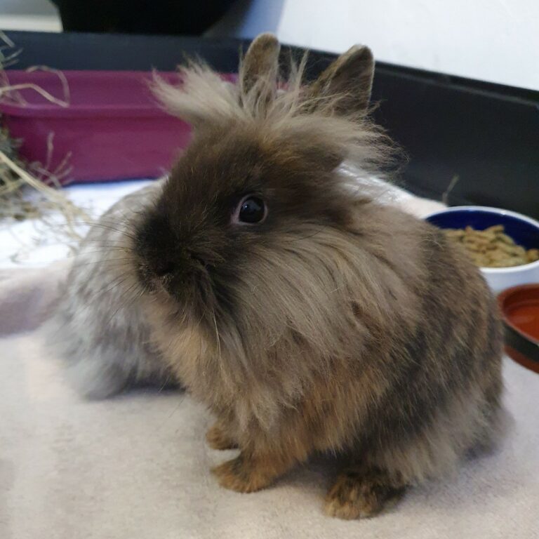 Lire la suite à propos de l’article Peanut