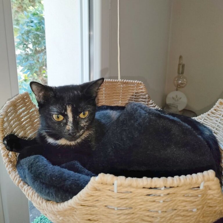 Lire la suite à propos de l’article Sweety