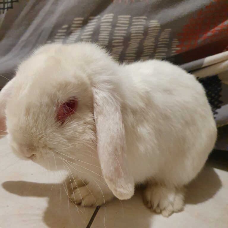 Lire la suite à propos de l’article Clochette