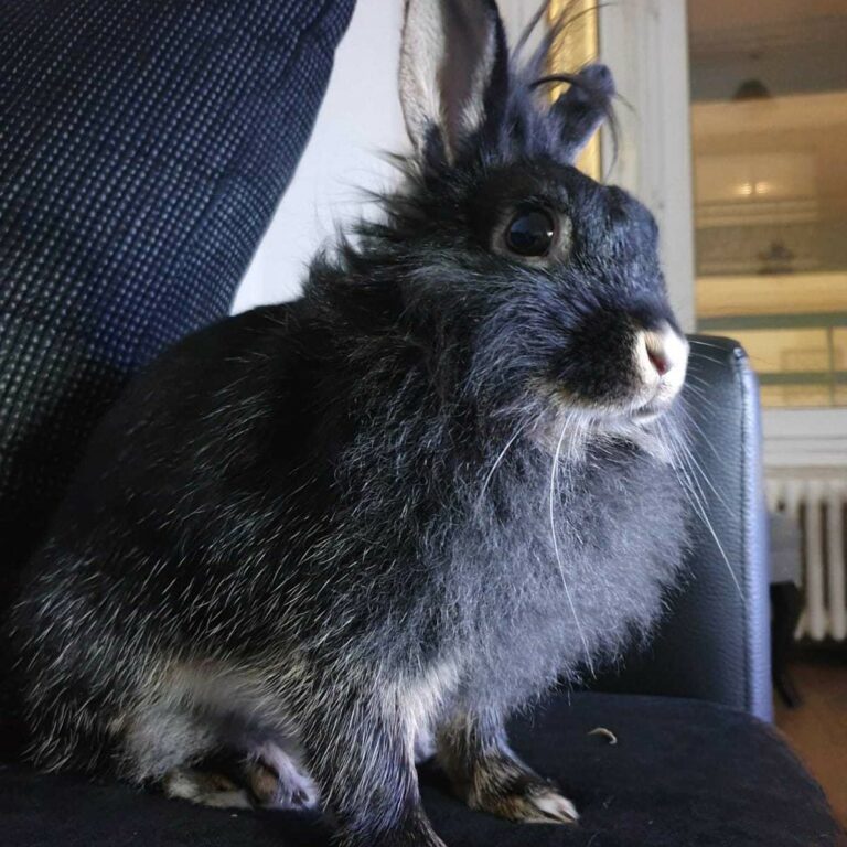 Lire la suite à propos de l’article Prunelle