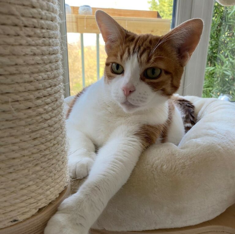 Lire la suite à propos de l’article Holly