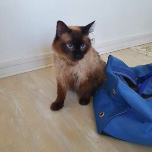 Simba1
