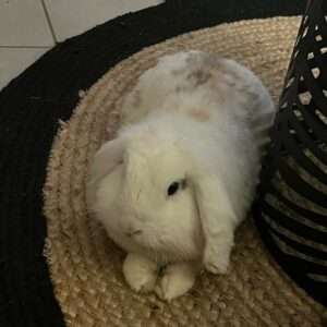 Coco1