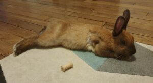 Daiko en convalescence