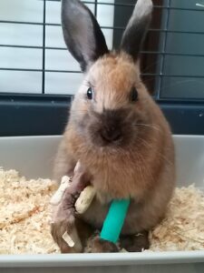 Daiko après son opération