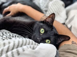 Photo de Loki