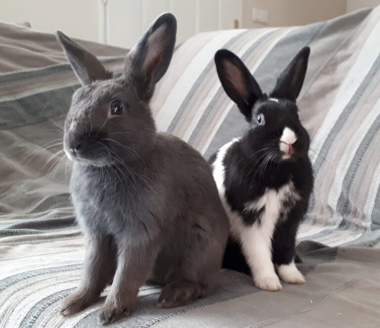 Lire la suite à propos de l’article Sherlock et Watson