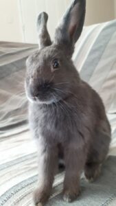 IMG-20220719-Watson