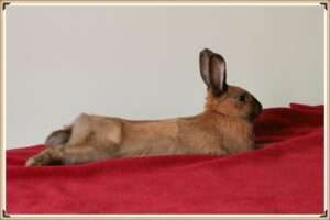 Daiko au top de sa forme