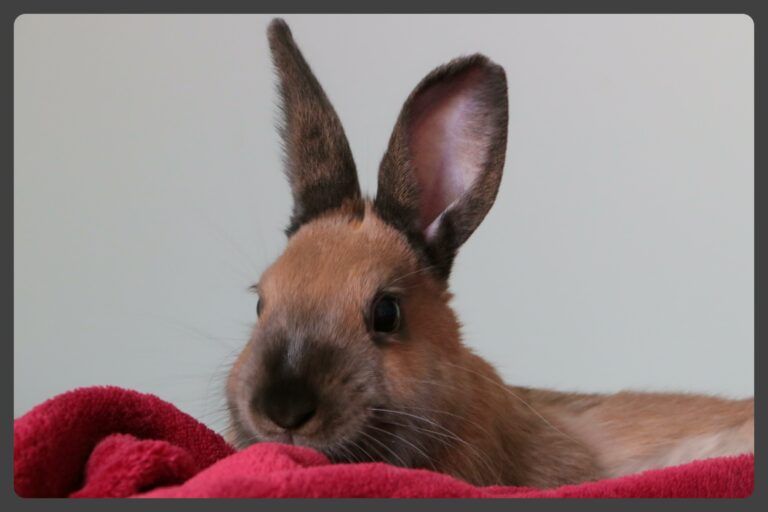 Lire la suite à propos de l’article Daïko