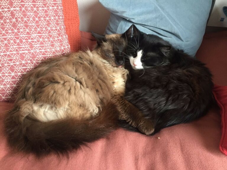 Lire la suite à propos de l’article Simba et Kalye