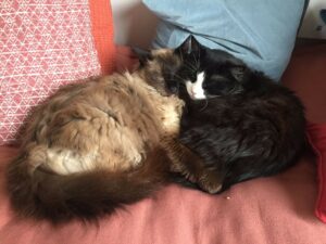 Simba - Kaly