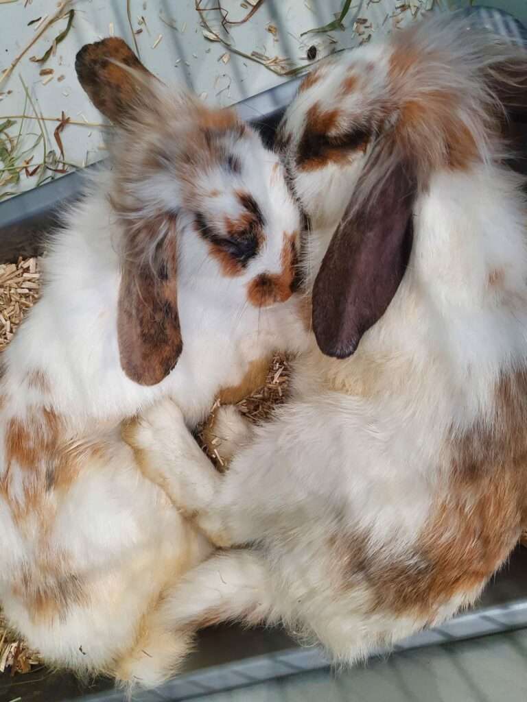 Lire la suite à propos de l’article Nala et Pumba