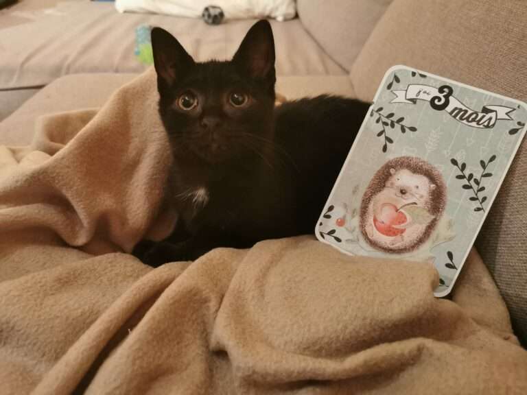 Lire la suite à propos de l’article Téo